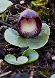 Corybas incurvus Slaty Helmut-orchid(a)